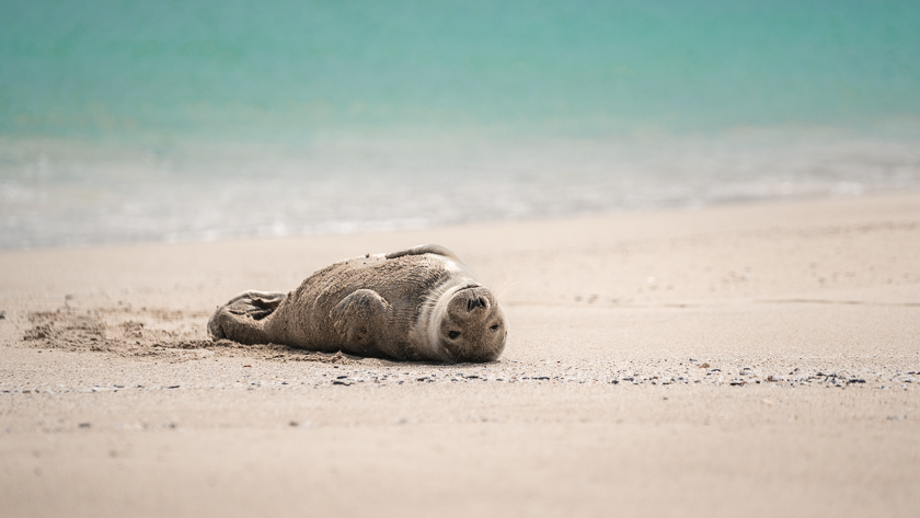 A grey seal pup lounging in the sun on Mingulay.