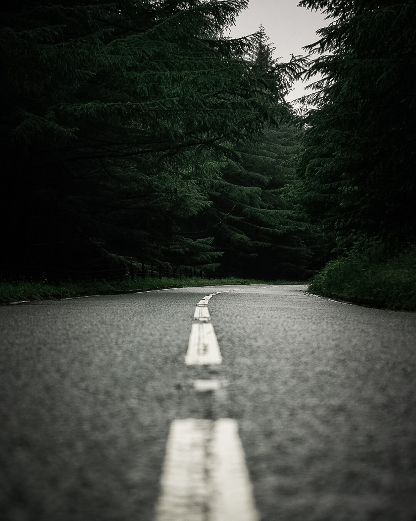 A shot taken close to the floor, looking down the white lines on a road in a conifer forest