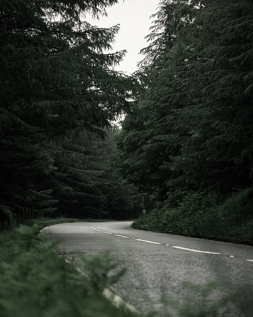 A bend in a road through a conifer forest