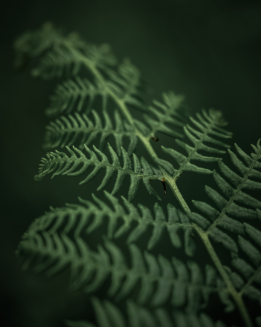 A close-up of a green fern