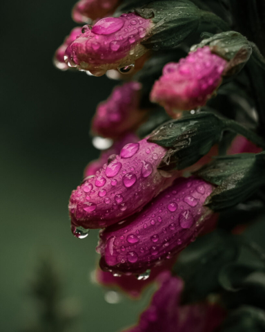 A close-up shot of dew on unopened foxgloves
