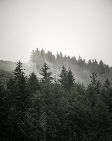 Mist hangs in conifer trees