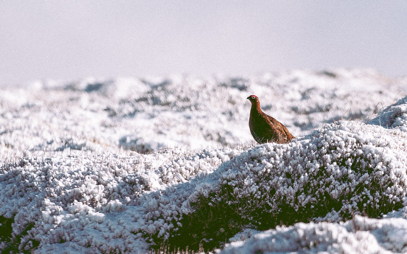 A grouse looks over snow covered gorse.