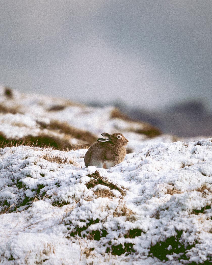 A mountain hare crouches in the snow.